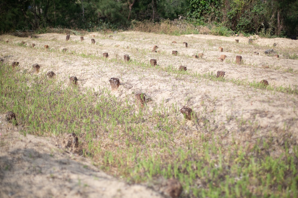 Waldfriedhof Tam Hai Vietnam