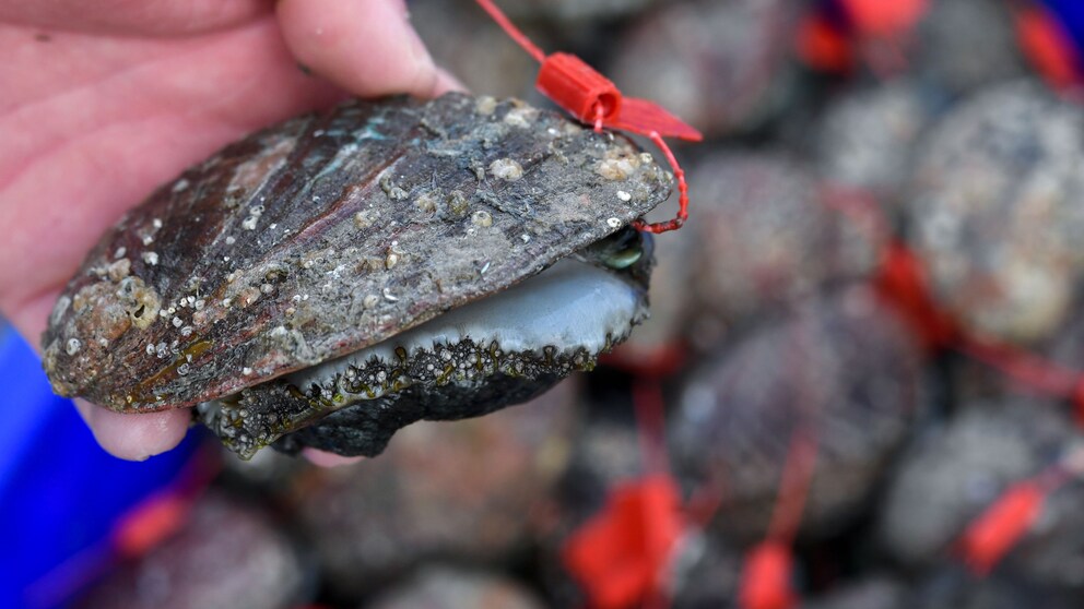 ormer