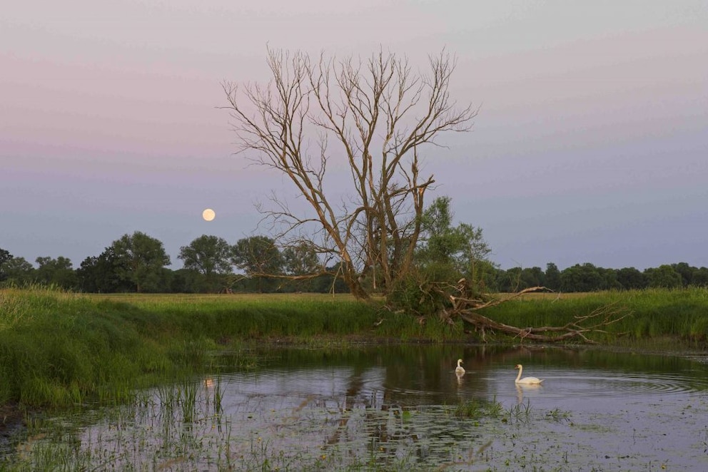 Oderbruch landscape in Brandenburg