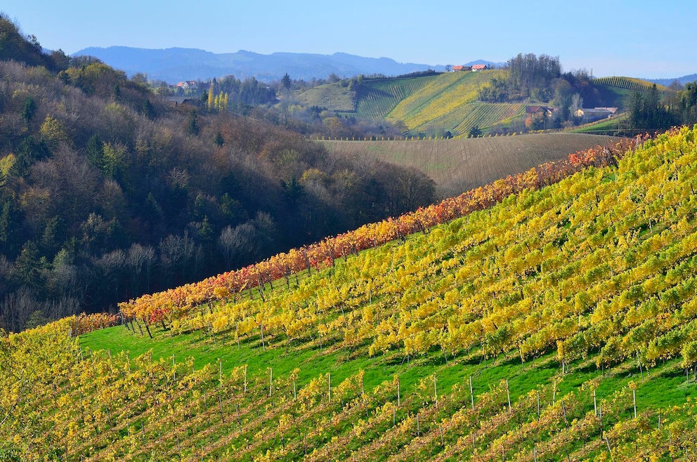 Weinberge Steiermark