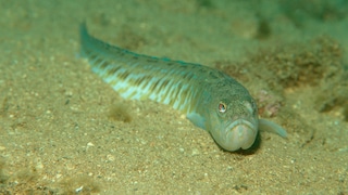Achtung Stränden vor dem Petermännchen! Die 15 bis 50 Zentimeter langen Fische haben giftige Stacheln.
