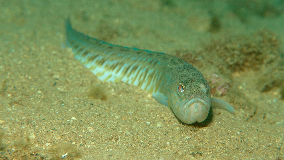 Achtung Stränden vor dem Petermännchen! Die 15 bis 50 Zentimeter langen Fische haben giftige Stacheln.