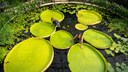 Größte Seerose der Welt