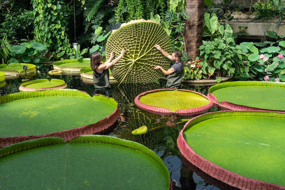 Größte Seerose der Welt