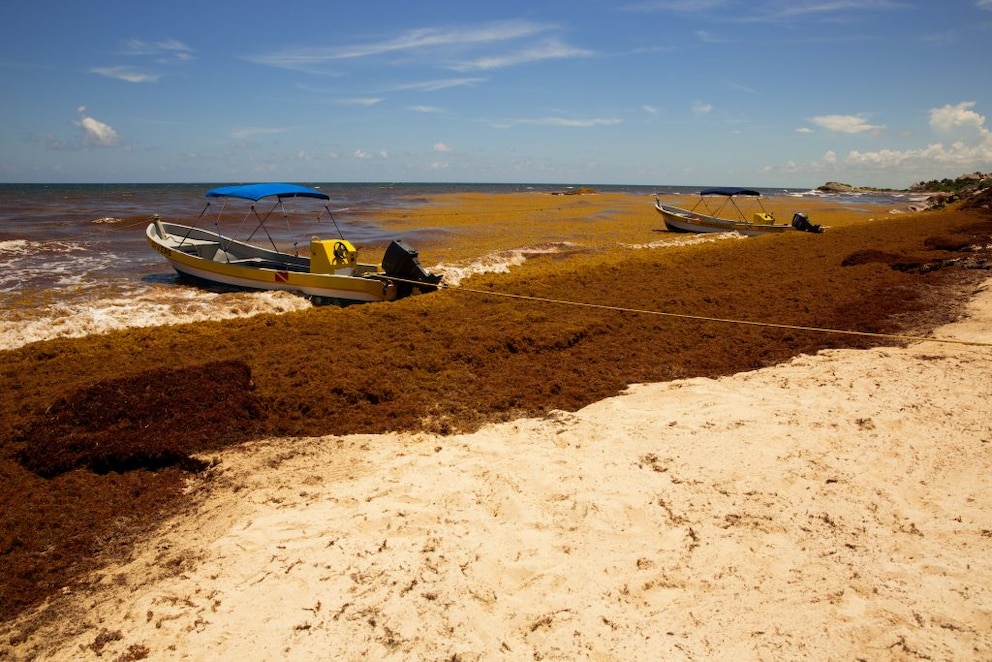 Tulum algae infestation