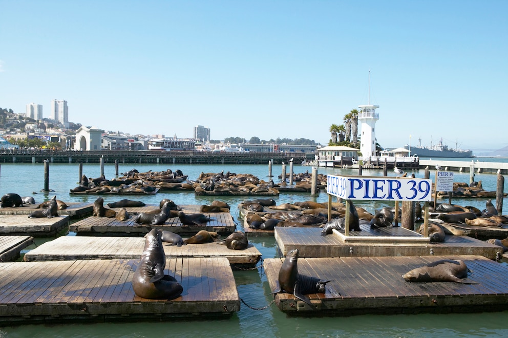 Die Seelöwen vom Pier 39 sind weltweit bekannt