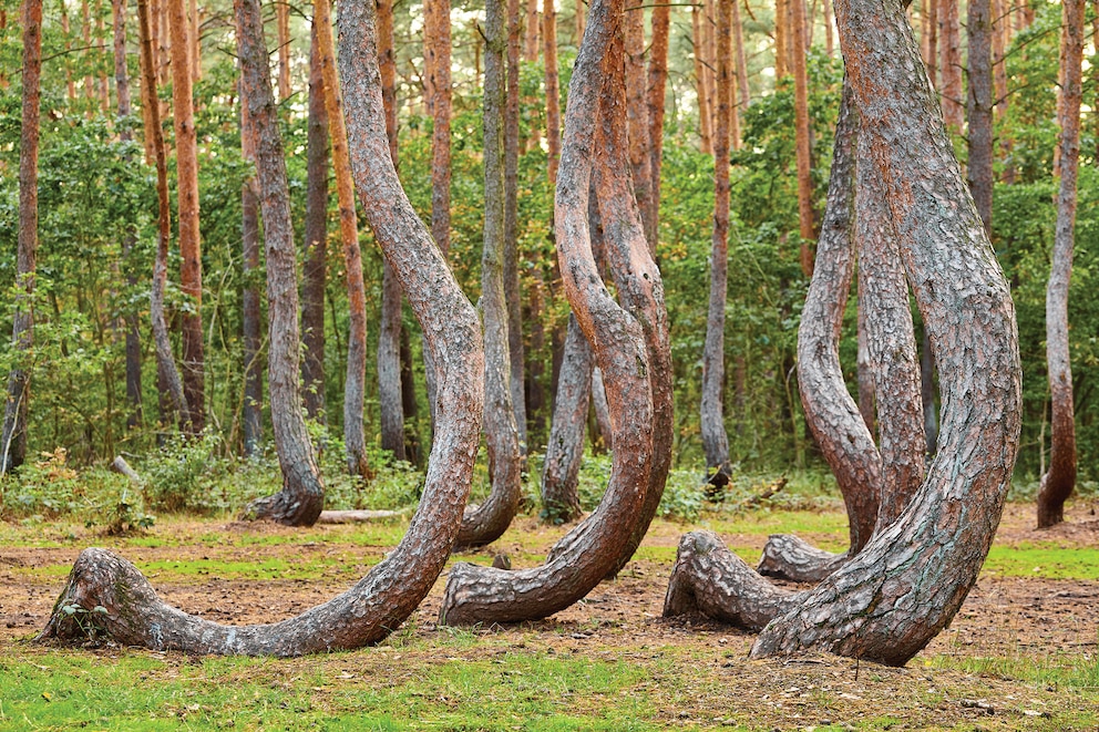 Krumme Bäume Polen