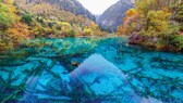 Jiuzhaigou-Tal China Wald