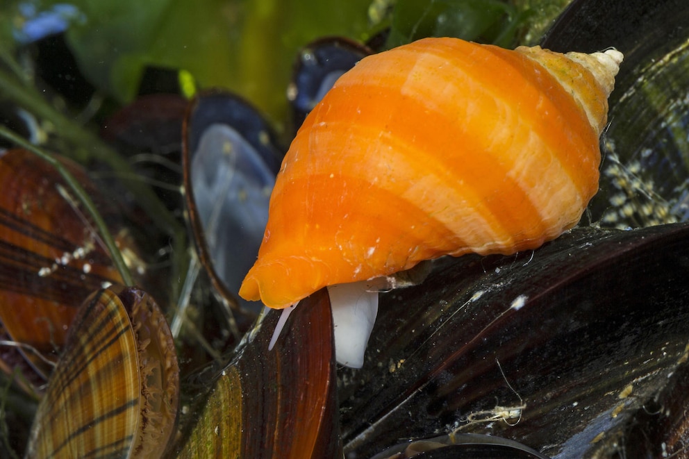 Pupurschnecke bohrt Loch in eine Muschel