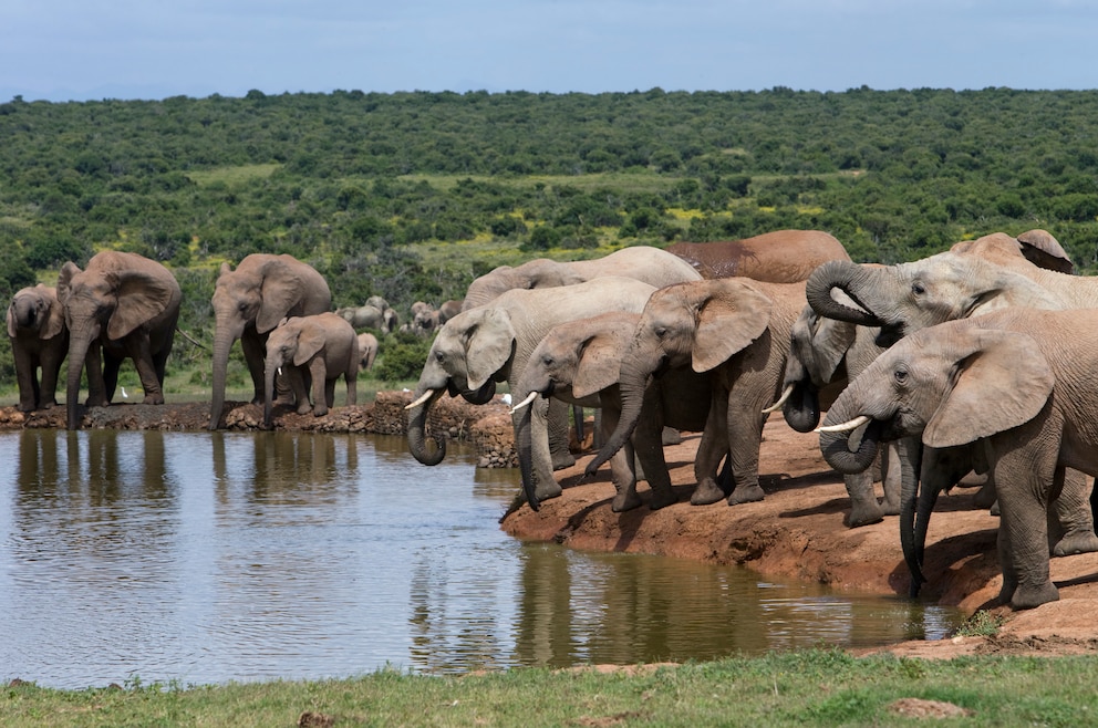 Addo Elephant Park