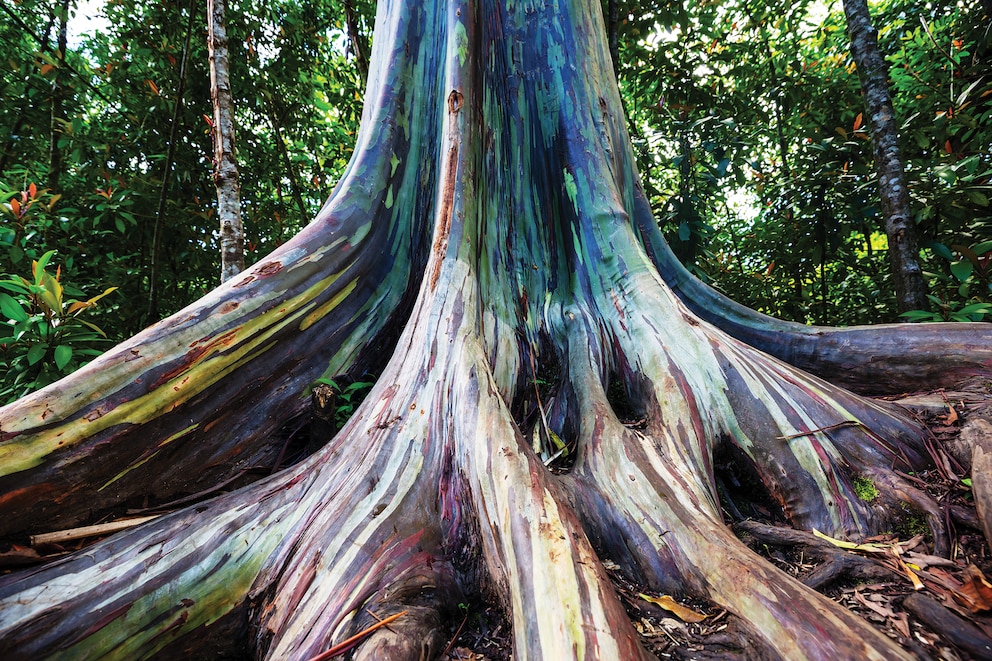 Regenbogen-Eukalyptus-Bäume