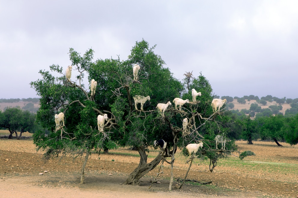 Ziegen auf einem Baum in Marokko