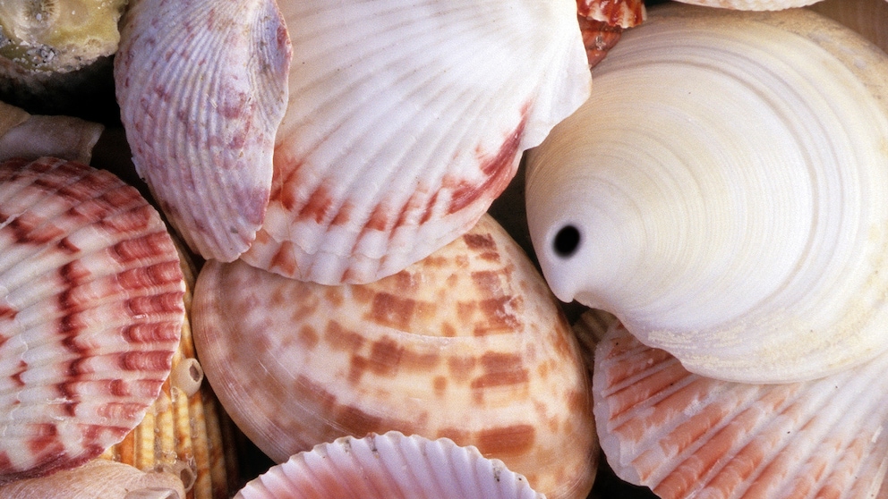 Muscheln Löcher