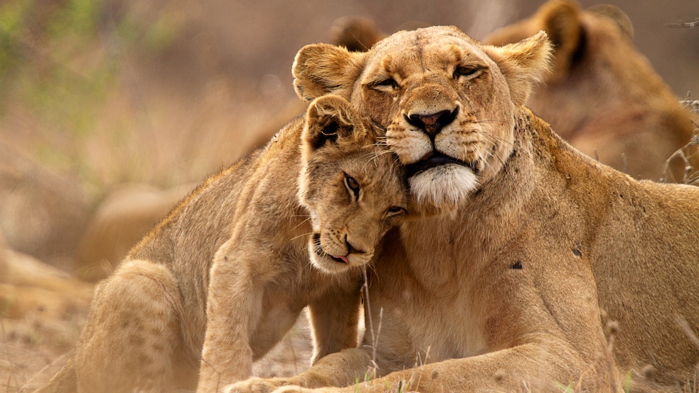 Kruger-Nationalpark