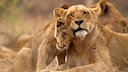 Kruger-Nationalpark