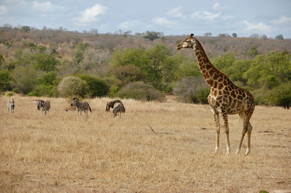 Giraffes in Kruger National Park