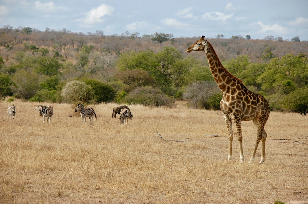 Giraffen Kruger-Nationalpark