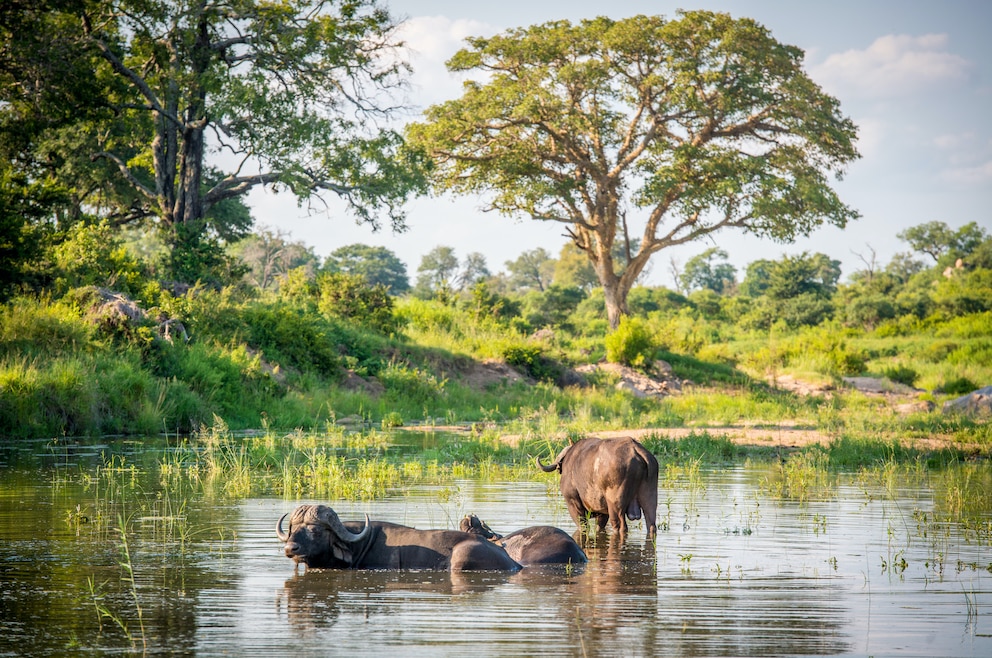 Wasserloch Kruger-Nationalpark