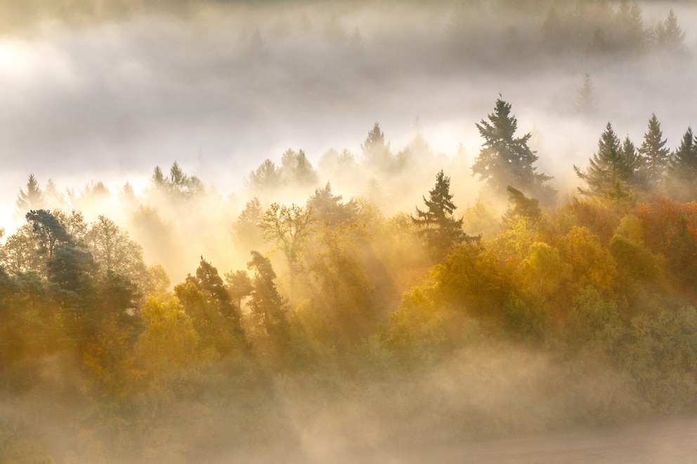 Pfälzerwald Herbst