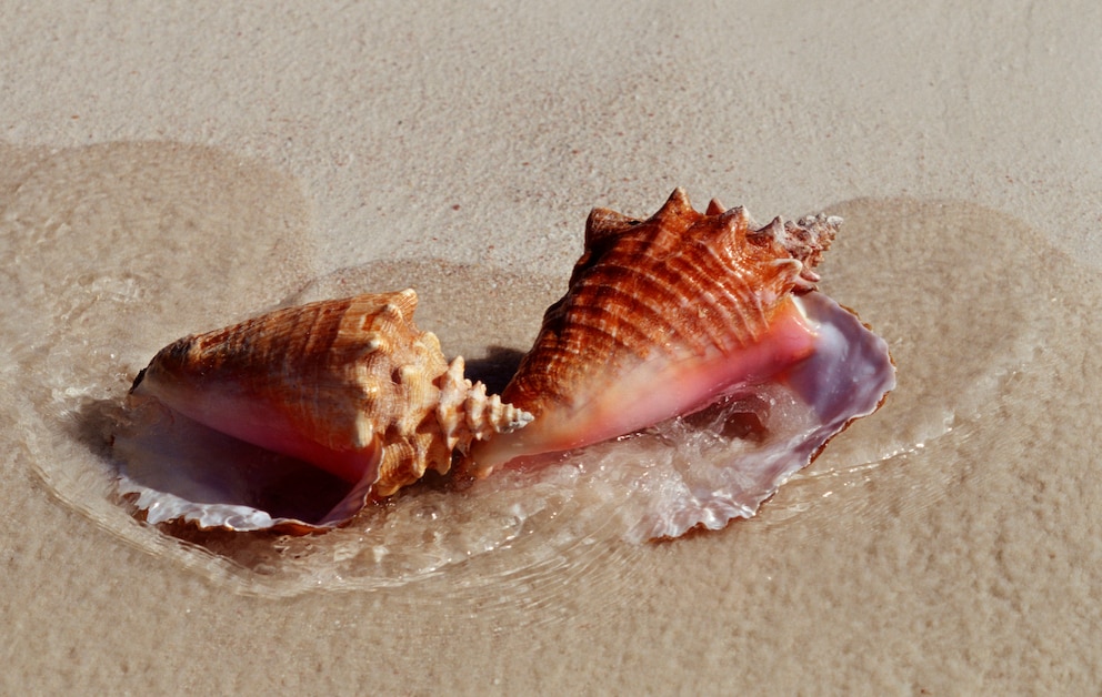 Geschützte Fechterschnecke 