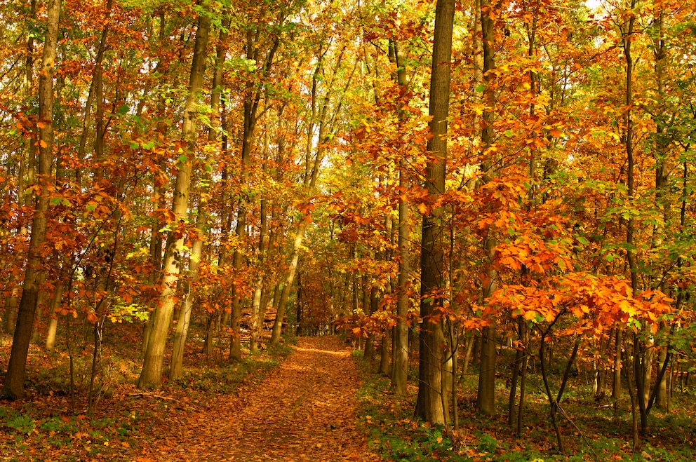 Nationalpark Eifel Herbst