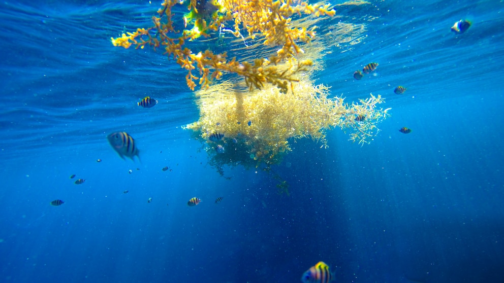 Braunalge der Gattung Sargassum