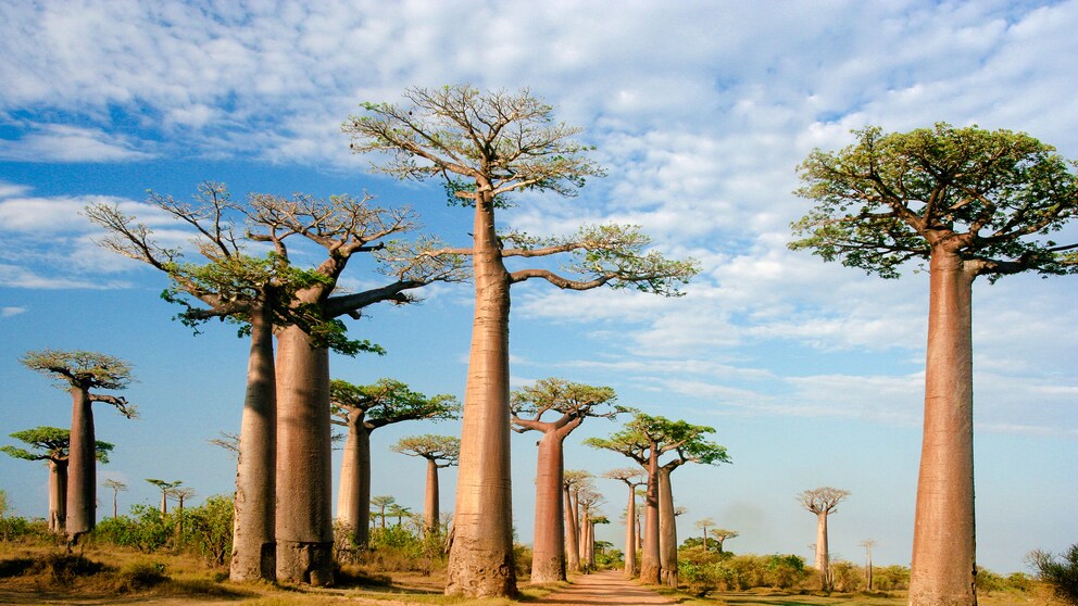 Baobab-Allee