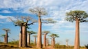 Baobab-Allee