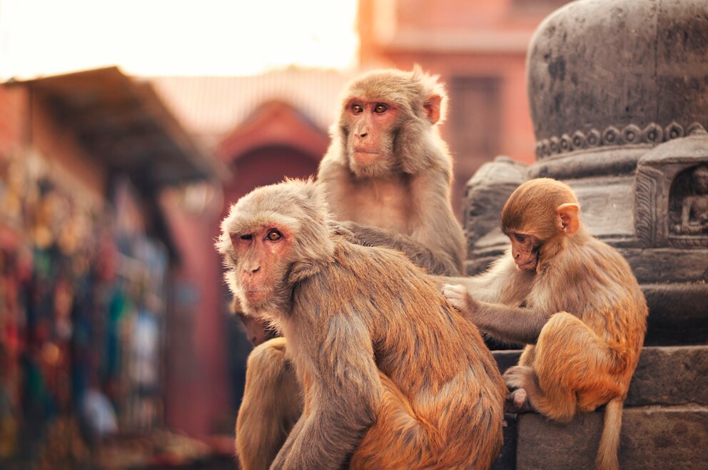 Affentempel Swayambhunath