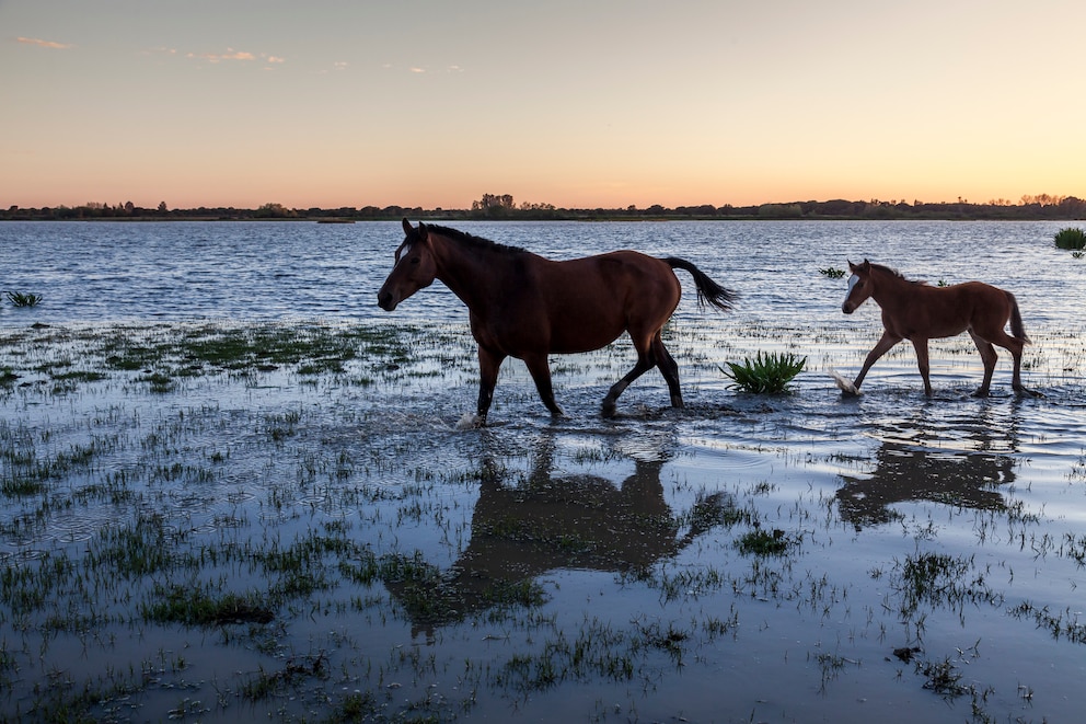 Der Doñana National Park war Lebensraum für zahlreiche Tiere, etwa Wildpferde