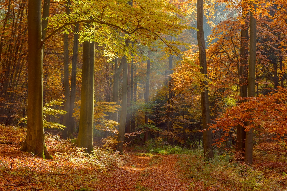 Die bunten Blätter der Bäume im Spessart leuchten im Sonnenlicht besonders intensiv