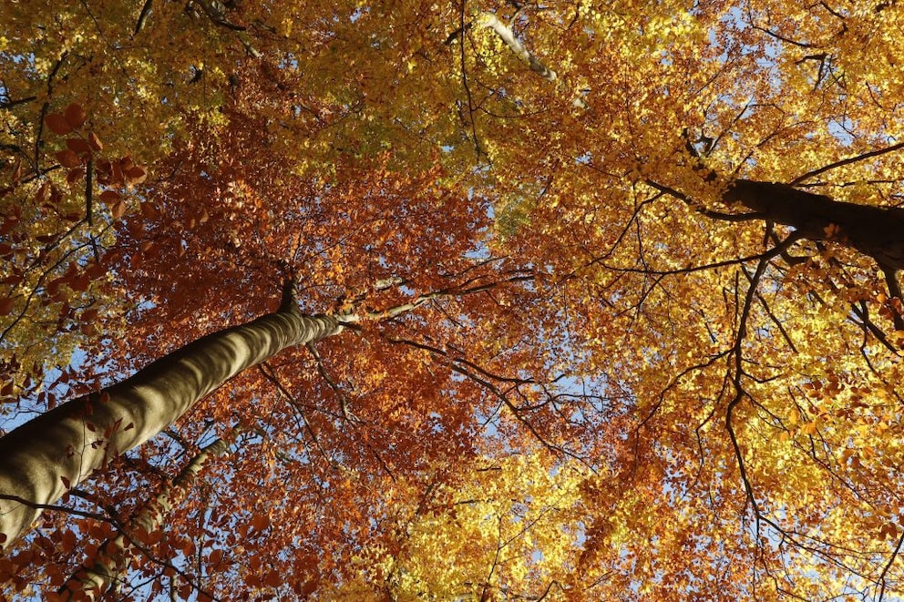 Autumn