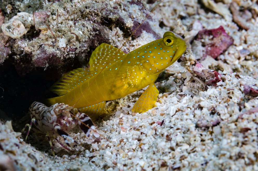 Rifffisch Koh Tao