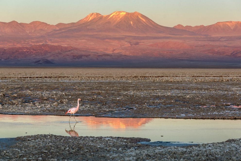 Flamingo in the salt flats of Atacama