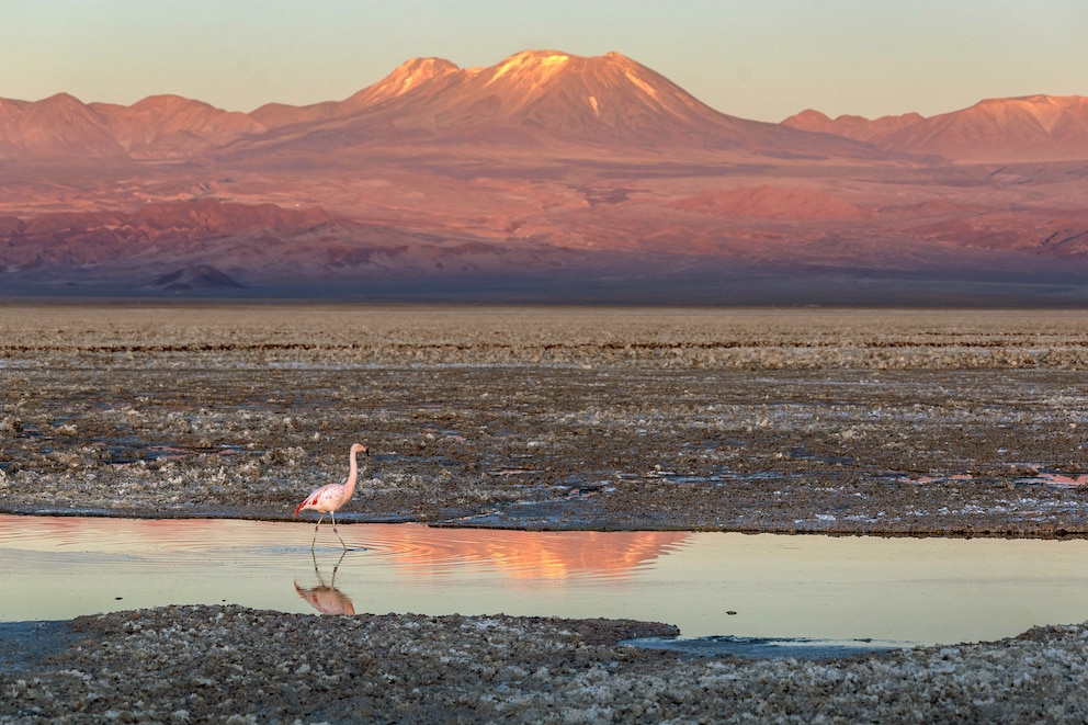 Flamingo in den Salzseen von Atacama