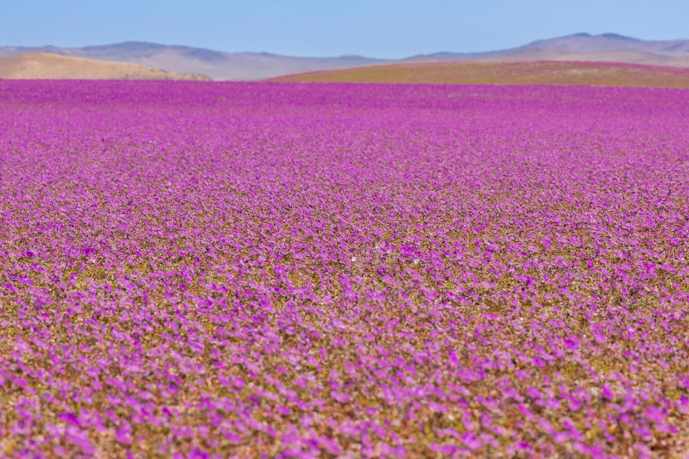 Blühende Atacama-Wüste