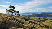 Die Coromandel-Halbinsel auf der neuseeländischen Nordinsel bezaubert mit viel unberührter Natur