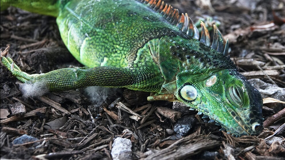 Ein betäubter Leguan liegt im Cherry Creek Park in Miami (Florida). Wegen der Kälte fallen derzeit viele der Tiere von den Bäumen.
