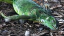 Ein betäubter Leguan liegt im Cherry Creek Park in Miami (Florida). Wegen der Kälte fallen derzeit viele der Tiere von den Bäumen.