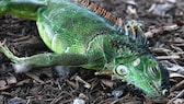 Ein betäubter Leguan liegt im Cherry Creek Park in Miami (Florida). Wegen der Kälte fallen derzeit viele der Tiere von den Bäumen.