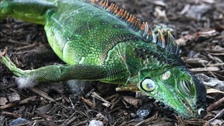 Ein betäubter Leguan liegt im Cherry Creek Park in Miami (Florida). Wegen der Kälte fallen derzeit viele der Tiere von den Bäumen.