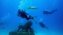 Neptune Memorial Reef