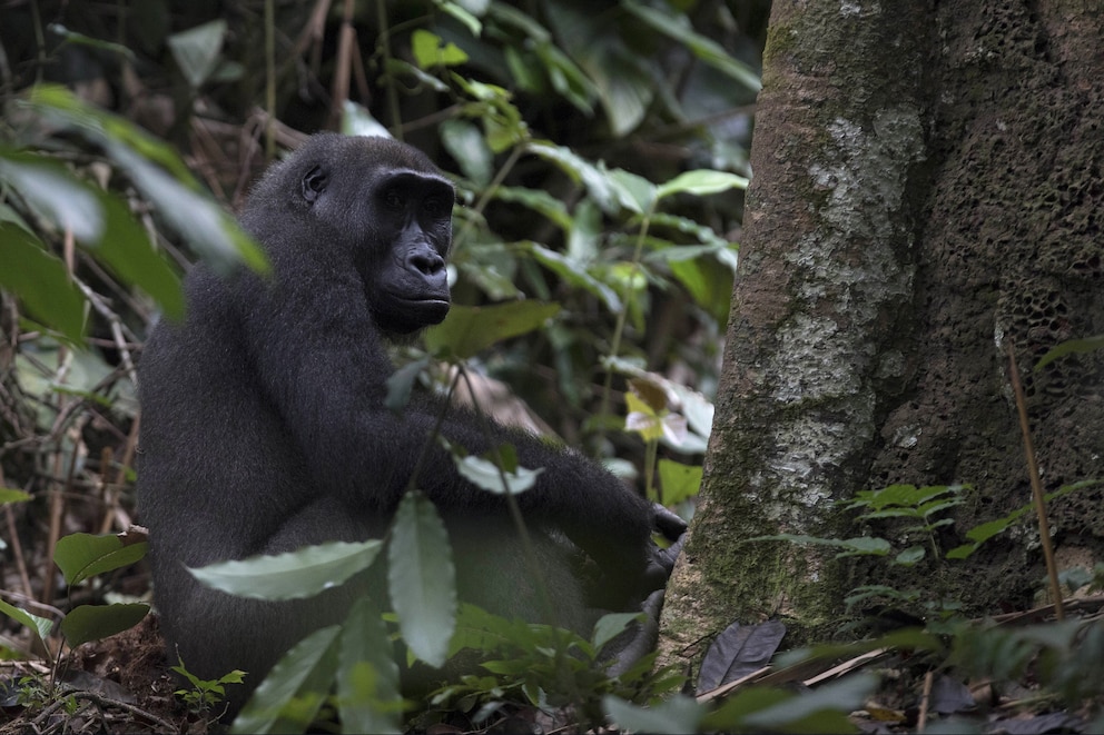 Auf einer Reise in die Republik Kongo kann man Gorillas in ihrem natürlichen Lebensraum beobachten