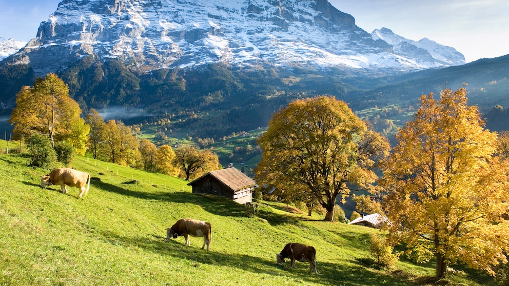 Grüne Wiesen mit grasenden Kühen vor schneebedeckten Bergen – eine typische Landschaft in der Schweiz