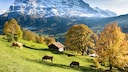 Grüne Wiesen mit grasenden Kühen vor schneebedeckten Bergen – eine typische Landschaft in der Schweiz
