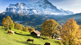 Grüne Wiesen mit grasenden Kühen vor schneebedeckten Bergen – eine typische Landschaft in der Schweiz