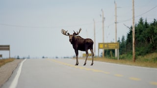 In Kanadas Westen kann es vorkommen, dass plötzlich ein Elch auch auf der Straße auftaucht