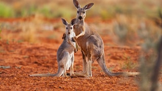 Kängurus in der Sturt Stony Desert in Australien