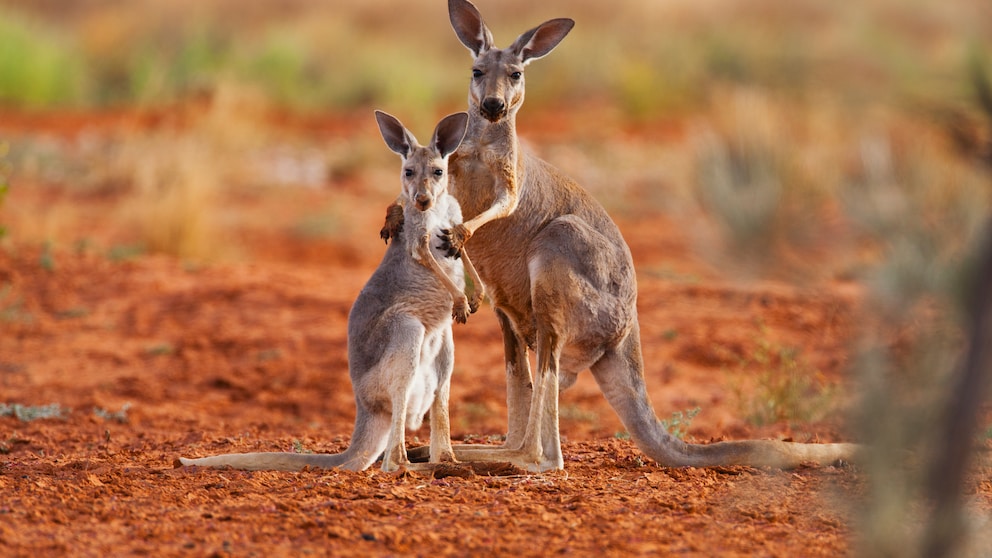 Kängurus in der Sturt Stony Desert in Australien