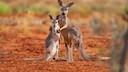 Kängurus in der Sturt Stony Desert in Australien